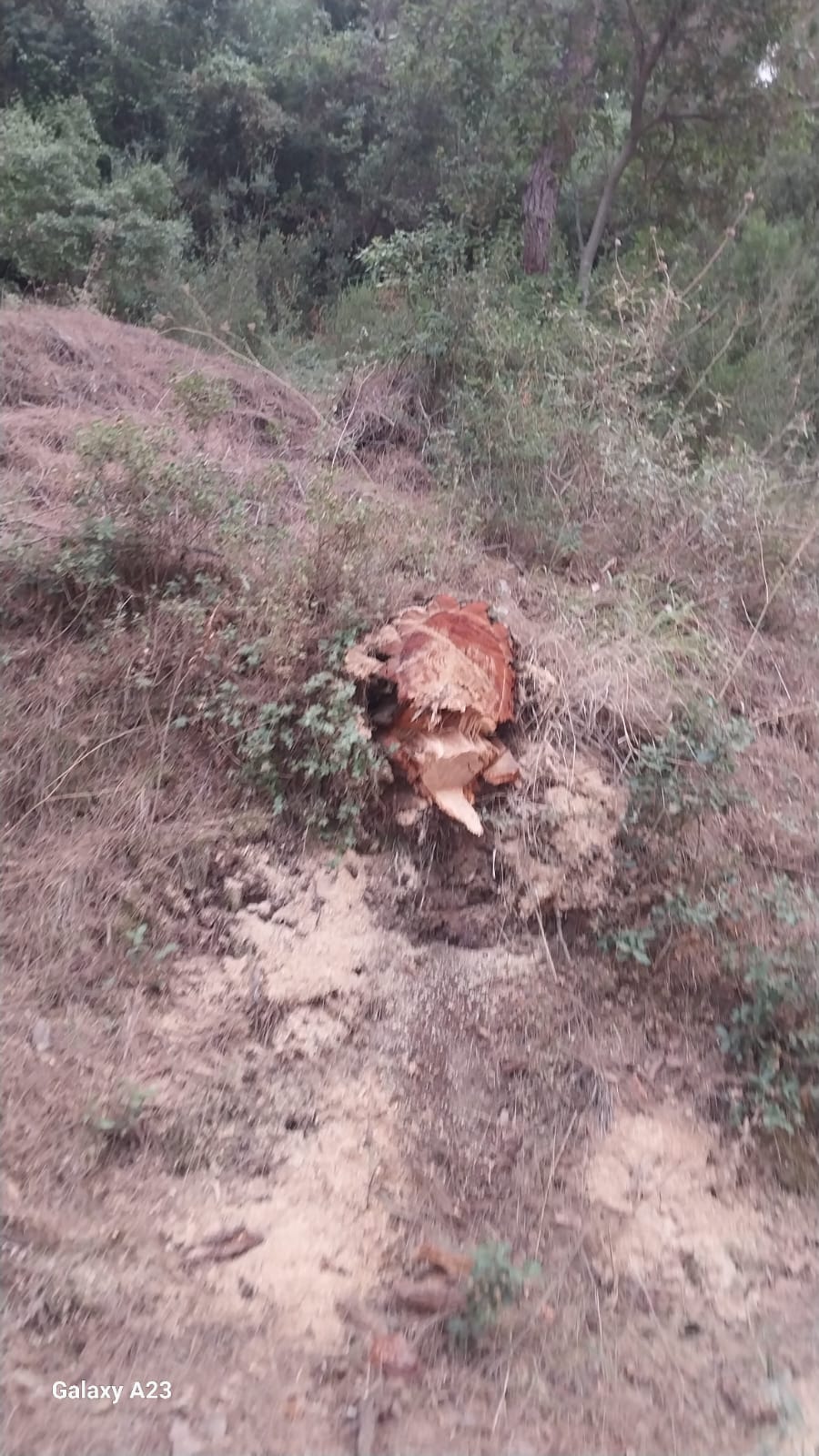 بالصور- مجزرة بيئية بوادي عودين في بلدة عندقت العكارية